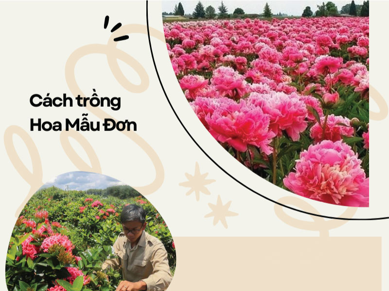 Hướng dẫn cách trồng HOA MẪU ĐƠN nở quanh năm
