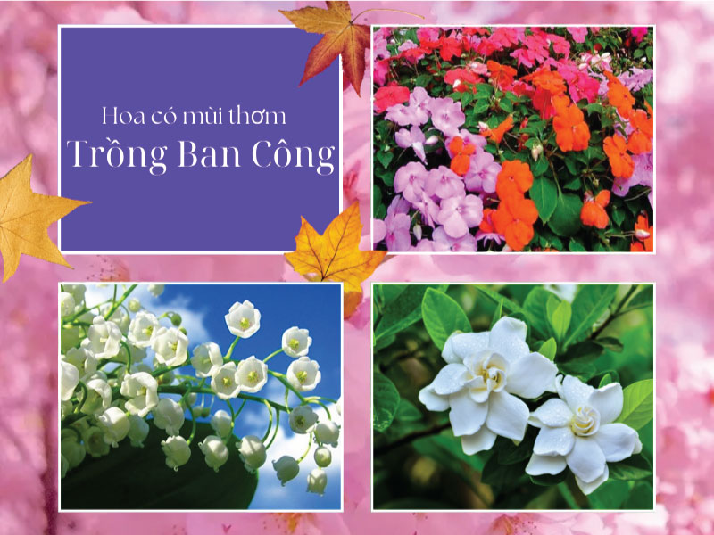 TOP 15+ loài hoa trồng ban công có mùi thơm dễ chịu