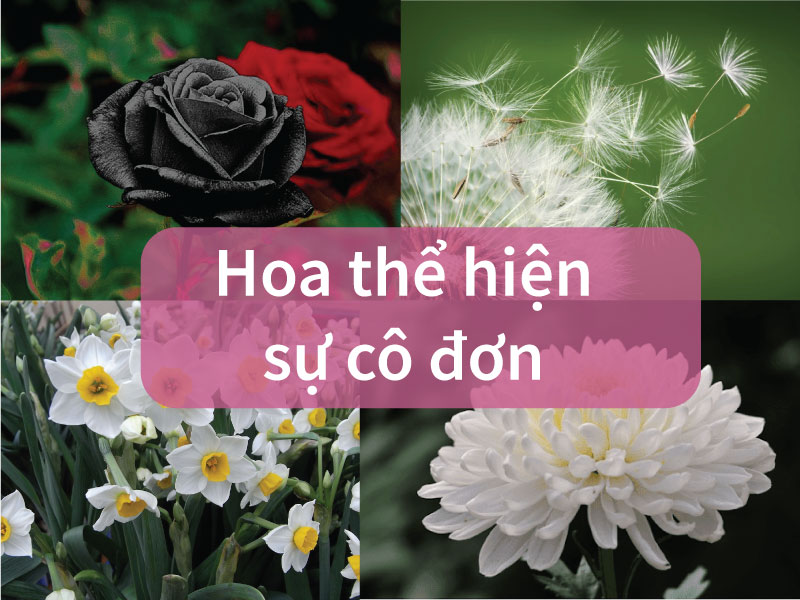 Top 10+ loài hoa tượng trưng cho sự cô đơn và nỗi buồn