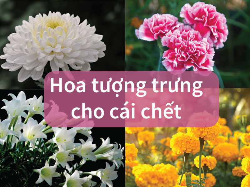 Top 10+ loài hoa tượng trưng cho cái chết, đám tang