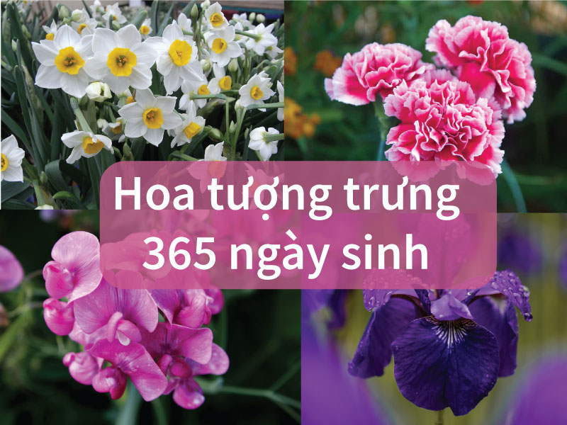 Bật mí top 365 loài hoa đại diện cho ngày sinh nhật