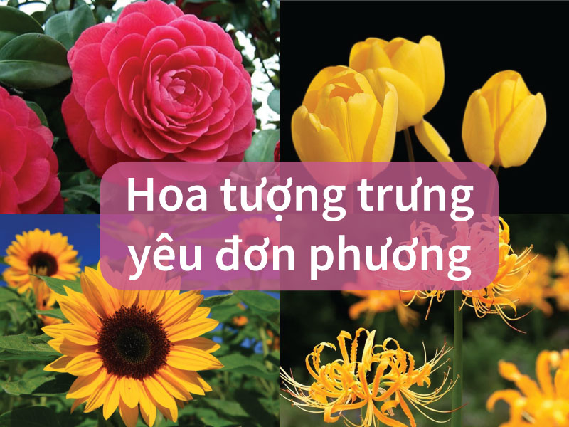 loài hoa mang ý nghĩa yêu đơn phương