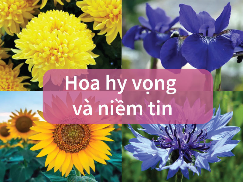 loài hoa tượng trưng cho sự hy vọng và niềm tin