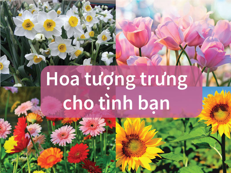 Top 7+ loài hoa tượng trưng cho tình bạn vĩnh cửu không rời