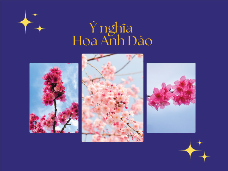 Ý Nghĩa Hoa Anh Đào: Biểu Tượng Của Sự Sống, Đổi Mới Và Hy Vọng