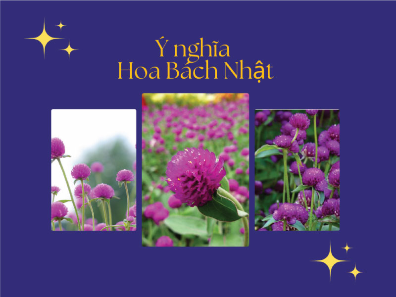 Ý nghĩa hoa Bách Nhật, cách nhân giống cây tại nhà