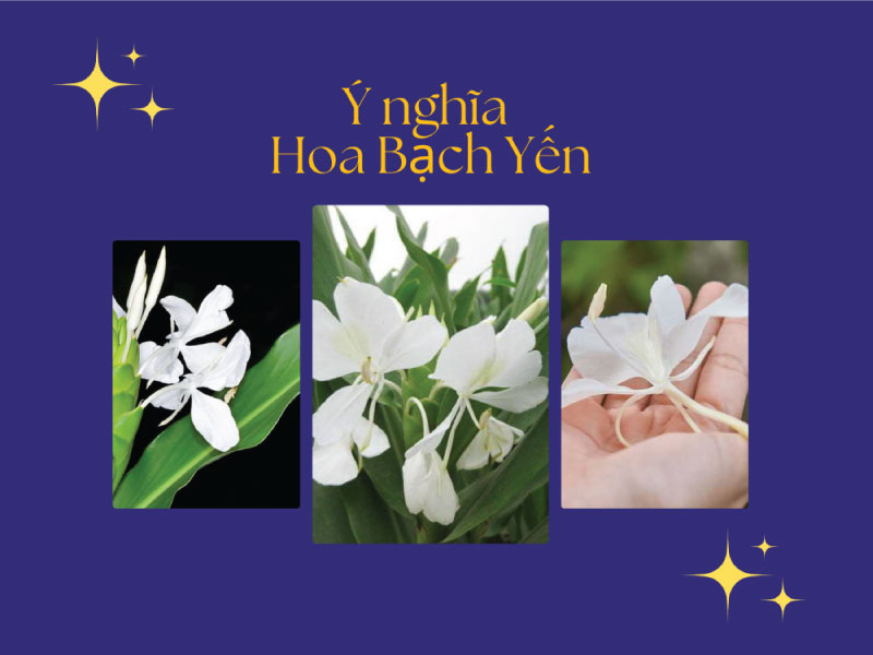 Ý nghĩa hoa Bạch Yến là gì? Công dụng và đặc điểm hoa Bạch Yến