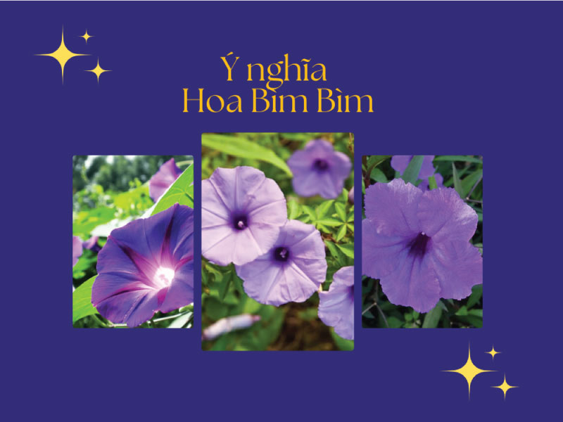 Ý nghĩa hoa Bìm Bìm? Hoa Bìm Bịp có tác dụng gì?