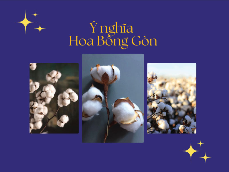 Bật mí ý nghĩa hoa Bông Gòn (Bông Gạo) trong cuộc sống