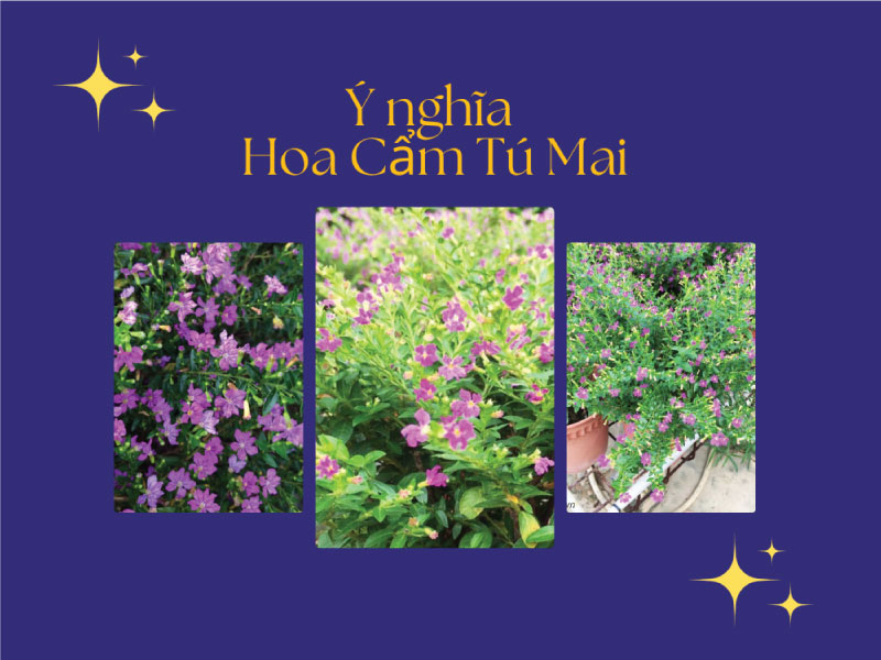 Ý nghĩa hoa Cẩm Tú Mai? Cây hoa này có độc không?