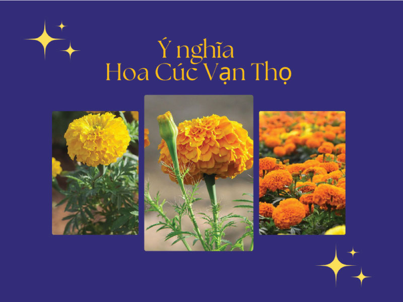 Ý nghĩa Hoa Cúc Vạn Thọ vào ngày Tết cổ truyền Việt Nam!
