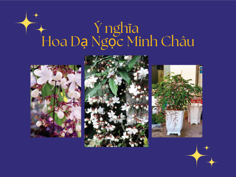 Ý nghĩa hoa Dạ Ngọc Minh Châu? Hoa có thơm không?
