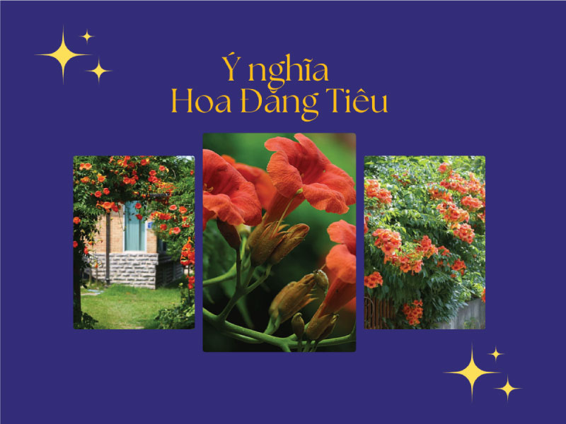 Hoa Đăng Tiêu: Ý nghĩa, hướng dẫn cách trồng và chăm sóc