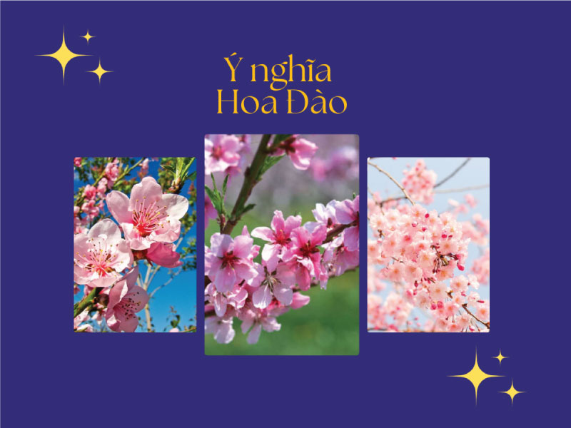 Ý nghĩa hoa Đào ngày Tết trong đời sống người Việt