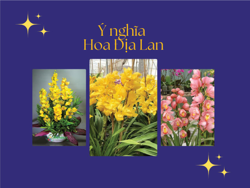 Hoa Địa Lan - Vẻ Đẹp Kiêu Sa, Mang Biểu Tượng May Mắn