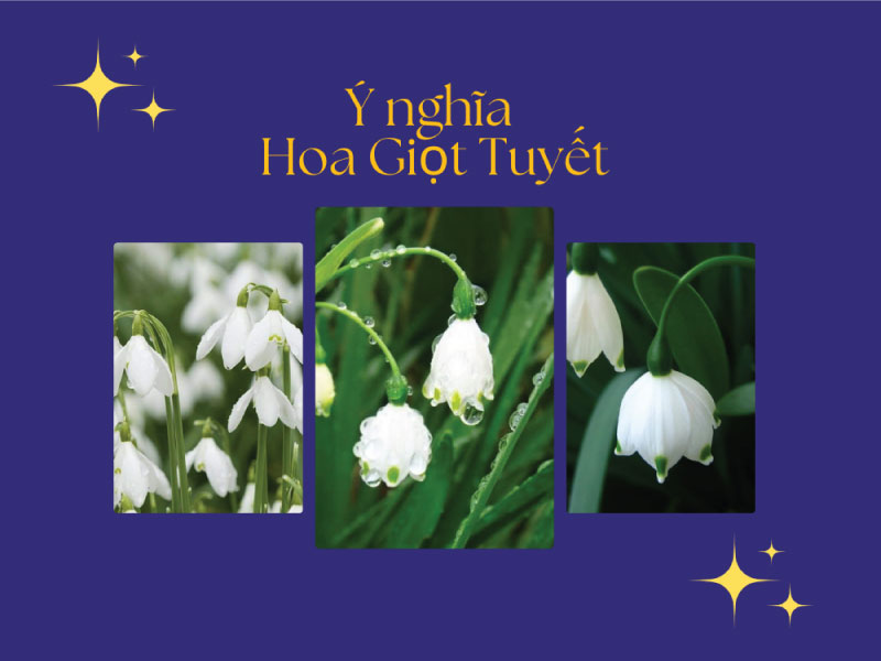Ý nghĩa hoa Giọt Tuyết – Biểu tượng mùa đông hy vọng