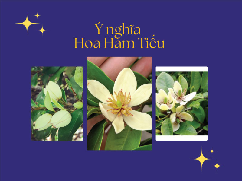 hoa hàm tiếu