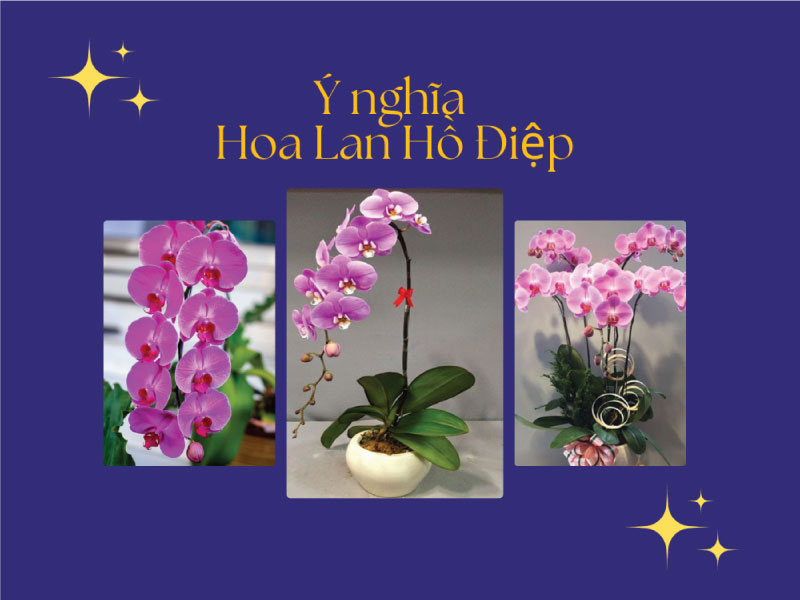Lan hồ điệp: Chăm sóc cây ra hoa đúng dịp Tết!