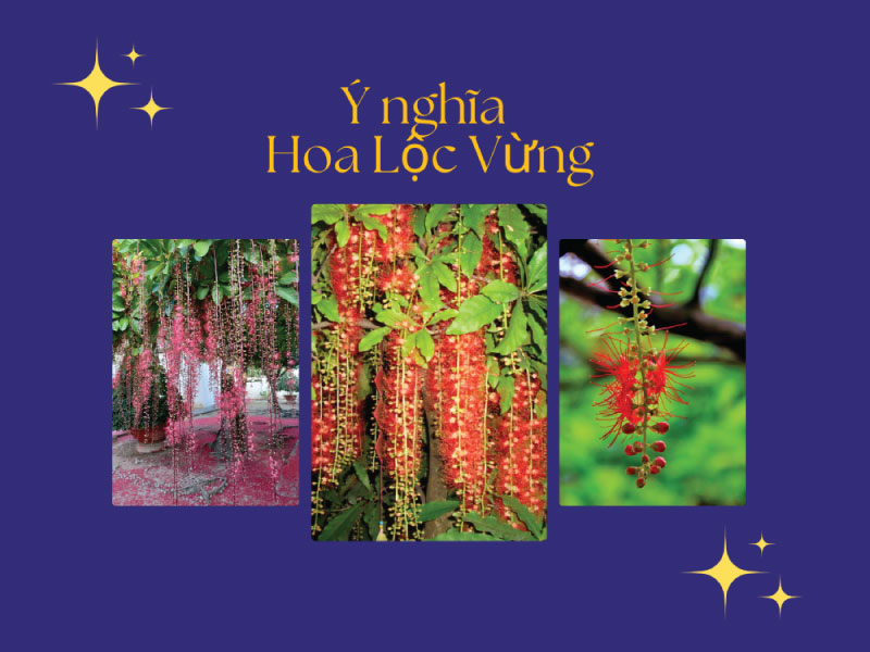 Ý nghĩa Hoa Lộc Vừng - Hoa Lộc Vừng nở vào tháng mấy?