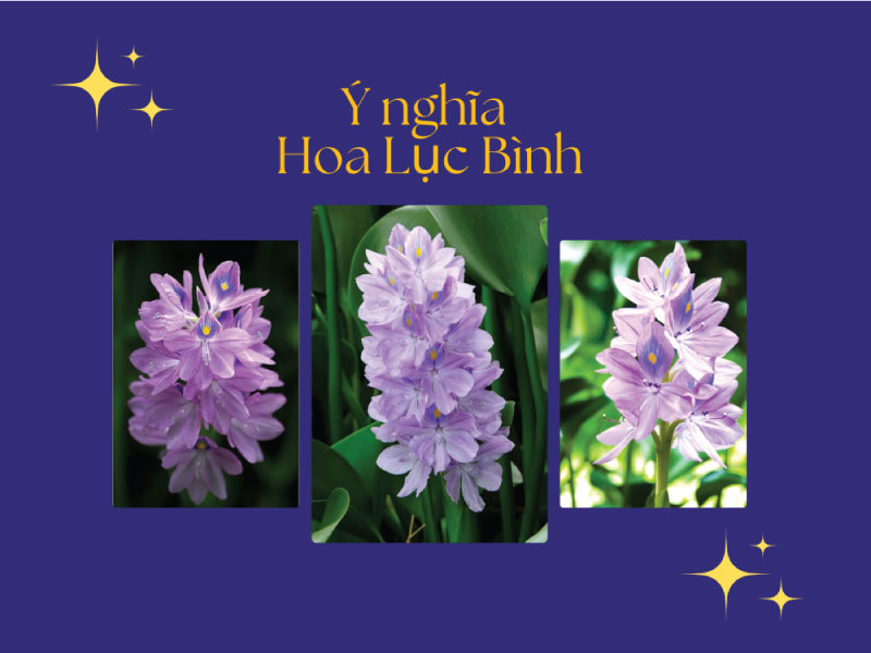 Ý nghĩa hoa Lục Bình - Hoa lục bình nở vào mùa nào?