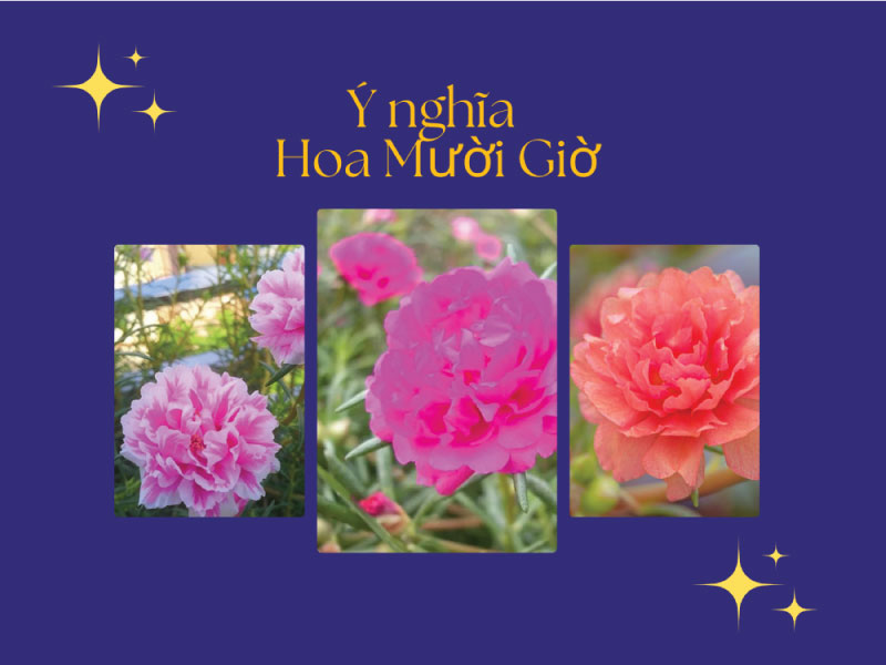 Ý nghĩa hoa Mười Giờ? Tại sao hoa mười giờ nở lúc 10 giờ?
