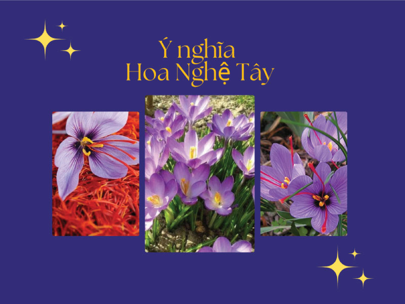 Ý nghĩa Hoa Nghệ Tây (Saffron) - Tác hại hoa nghệ tây?