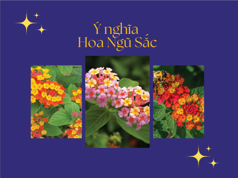 hoa ngũ sắc là hoa gì