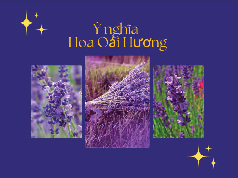 Ý nghĩa hoa Oải Hương (Lavender) – Đắm chìm trong vẻ đẹp và công dụng tuyệt vời