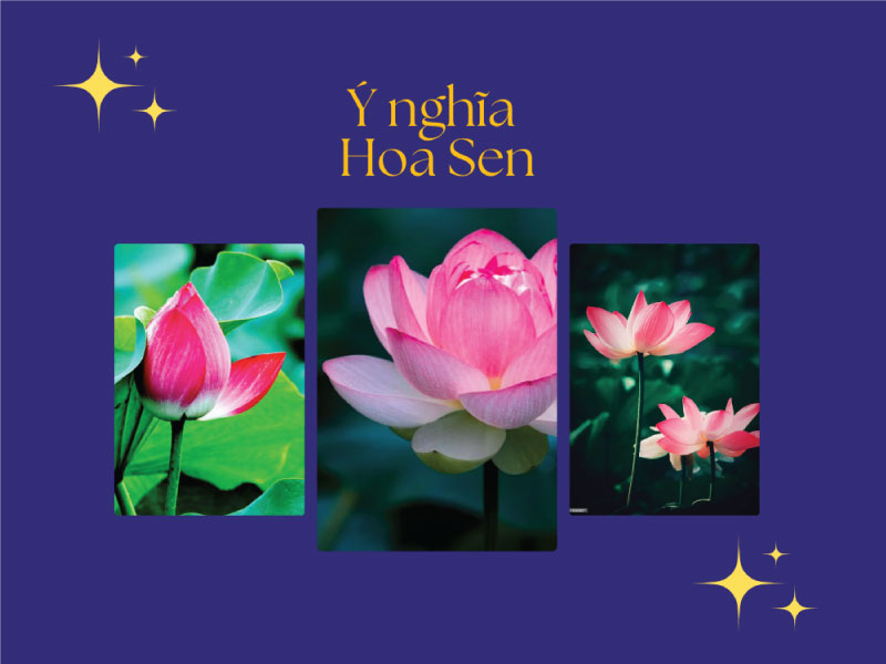 Ý nghĩa hoa sen
