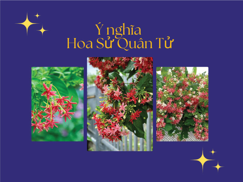 Ý nghĩa hoa sử quân tử