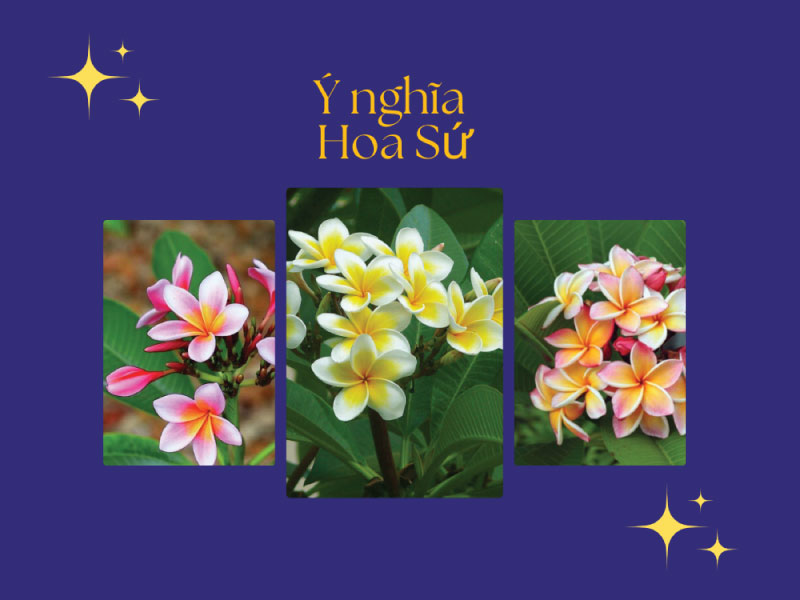 Ý nghĩa hoa sứ