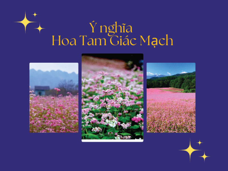 Hoa Tam Giác Mạch là hoa gì? Hoa Kiều Mạch ăn được không?