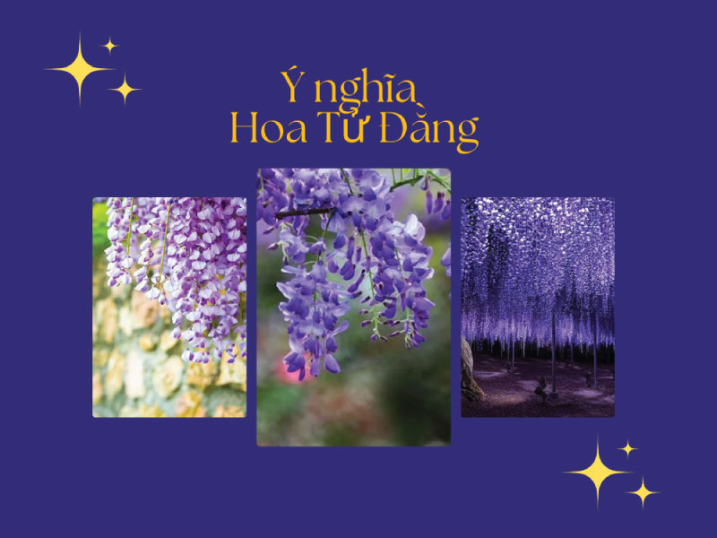 Ý nghĩa hoa Tử Đằng là gì? Đặc điểm, cách trồng, chăm sóc