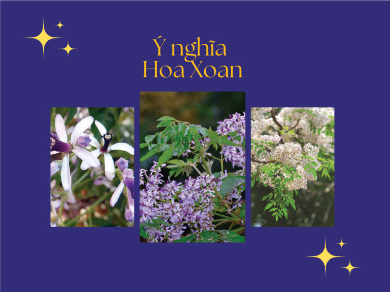 Ý nghĩa hoa xoan