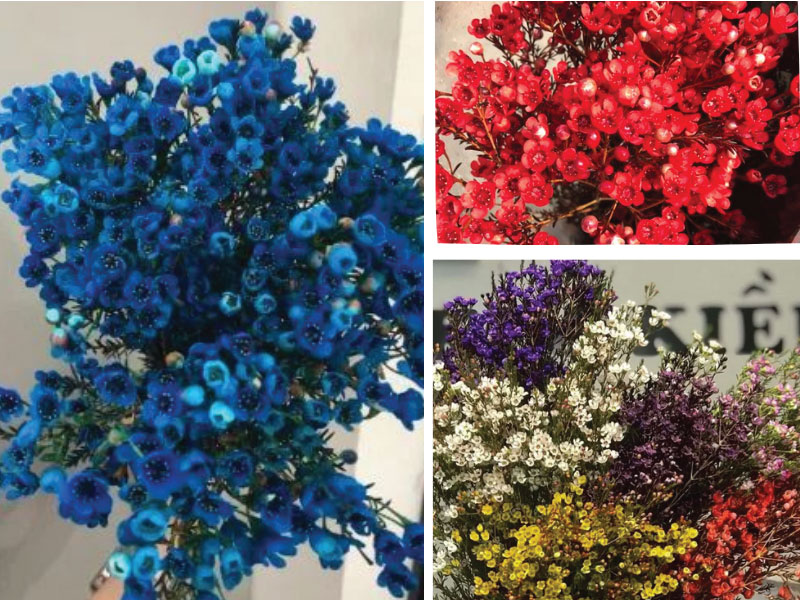 Tìm hiểu về hoa thanh liễu