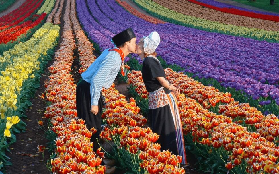 mua-hoa-tulip-ha-lan