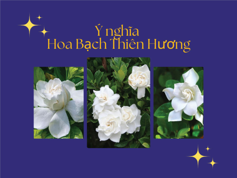  Ý nghĩa hoa bạch thiên hương (hoa Dành Dành) là gì? Cách trồng và chăm sóc