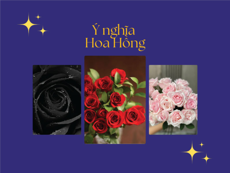 Ý nghĩa hoa hồng - Loài hoa của tình yêu và cuộc sống