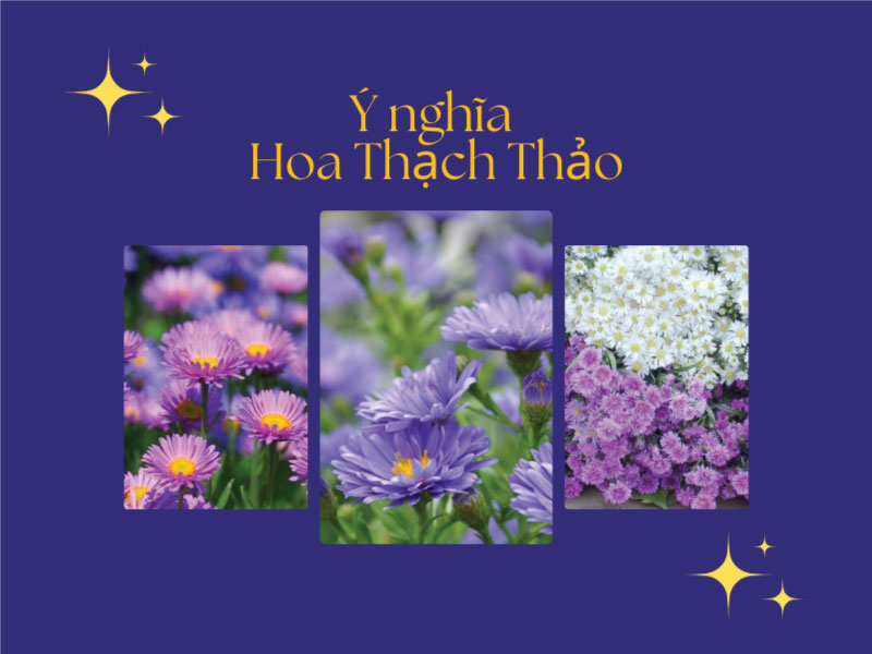Ý nghĩa hoa Thạch Thảo? Cách cắm hoa Thạch Thảo đẹp?
