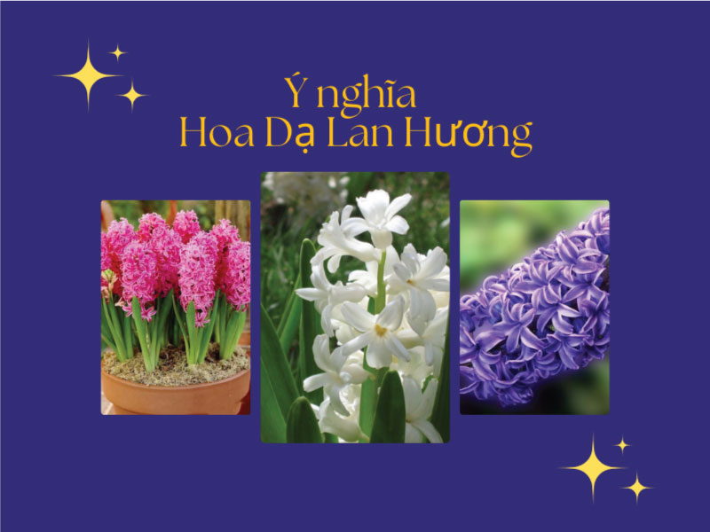 Ý nghĩa Hoa Dạ Lan Hương (Tiên Ông)? Hoa Dạ Lan Hương có độc không?
