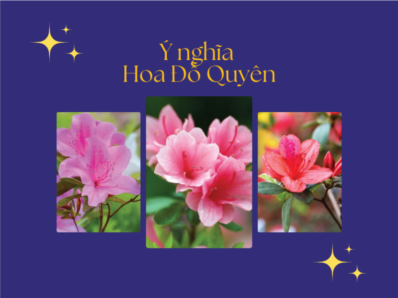 Ý nghĩa hoa đỗ quyên