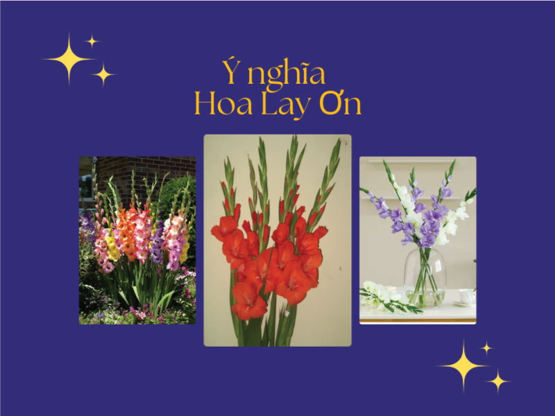 Ý nghĩa hoa lay ơn