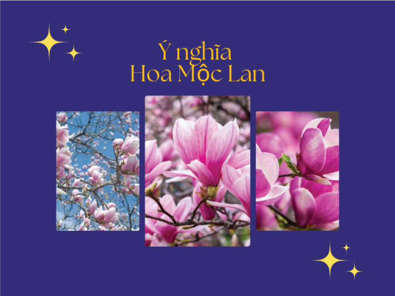 Ý nghĩa hoa mộc lan