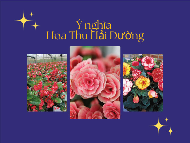 Ý nghĩa hoa Thu Hải Đường là gì? Hoa nở bao lâu thì tàn?