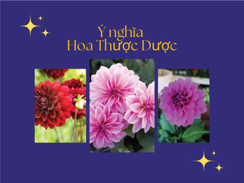 Ý nghĩa Hoa thược dược – Nữ hoàng mùa thu khoe sắc rực rỡ